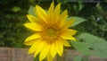 A full bloomed sunflower