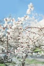 Full blooming of apricot tree. Closeup with soft selective focus