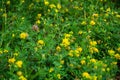 Floral background yellow wild flowers and green grass close up Royalty Free Stock Photo