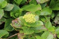 Hydrangea With Green Flowers and leaves Royalty Free Stock Photo