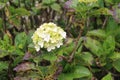 Light Green Mini Hydrangeas in forest Royalty Free Stock Photo