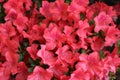 Beautiful bright pink azalea flowers in full bloom Royalty Free Stock Photo