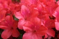 Beautiful bright pink azalea flowers in full bloom Royalty Free Stock Photo