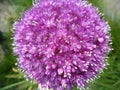 The Full Blooming Bright Purple Allium Royalty Free Stock Photo