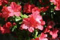 Beautiful bright salmon pink azalea flowers in full bloom Royalty Free Stock Photo