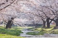 Full blooming cherry blossom trees over the river Royalty Free Stock Photo