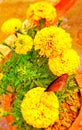 Full blooming colourful marigold flower image