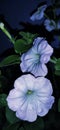 Full blooming colourful petunia flower image