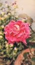 Full blooming colourful rose flower image