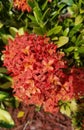 Full blooming Ixora Maui hedge
