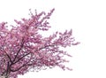 Japanese sakura, full blooming pink cherry blossoms tree isolated on white background