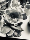 Full blooming Rose on the kitchen counter.