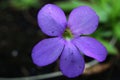 Full blooming violet flower of carnivorous plant Pinguicula Gigantea