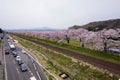 Full blossom cherry (Sakura) flowers trees along the railroad and street road at Funaoka Castle Sendai Japan.