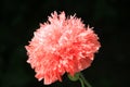 Full blossom of the peony poppy in the sunlight.