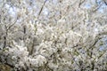 Full blossom of spring flowers in a tree Royalty Free Stock Photo