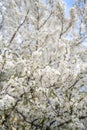 Full blossom of spring flowers in a tree Royalty Free Stock Photo