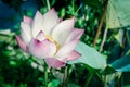 Full blossom Vietnamese pink lotus flower with large green leaf Royalty Free Stock Photo