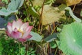 Full blossom Vietnamese pink lotus flower with large green leaf Royalty Free Stock Photo