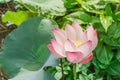 Full blossom Vietnamese pink lotus flower with large green leaf Royalty Free Stock Photo