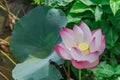 Full blossom Vietnamese pink lotus flower with large green leaf Royalty Free Stock Photo