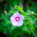 Full blossom violet hibiscus flower petals, larger showier blooming in cool blue-light purple color of hybrid rose at backyard Royalty Free Stock Photo