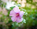 Full blossom violet hibiscus flower petals, larger showier blooming in cool blue-light purple color of hybrid rose at backyard Royalty Free Stock Photo