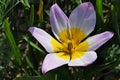 Full blossoming giant Dutch violet crocus flower, cultivar Flower Record