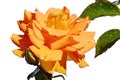 Full blossoming light orange flower of rose Goldelse, Tantau 1999 on white background, jagged rose leaves visible