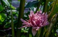 Full blossoming pink lotus flower with leaf in pool. Lotus is logo of spa and buddhism in asia