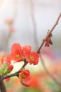 Full blossoming quince Japanese branch with flowers Royalty Free Stock Photo