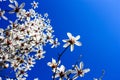 Full-blown Magnolia flowers