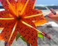 Full blown tiger lily