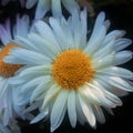 A full blown white daisy flower