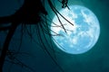 full blue Beaver Moon back on dark cloud on silhouette dry tree and the night sky Royalty Free Stock Photo