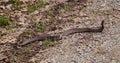 Cottonmouth snake full body view