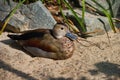 Full body of adult female ringed teal duck Callonetta leucophrys