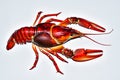 Isolated object overhead shot of a red cooked Crayfish, also known as a Crawfish, Crawdad, or Mud Bug. Royalty Free Stock Photo