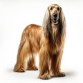 Full Body Afghan Hound Dog Standing on a white background. Generative AI Royalty Free Stock Photo