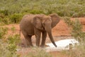 African elephant bull standing at water hole Royalty Free Stock Photo