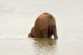 African elephant falling over in a water hole