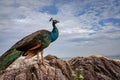 Full body of beautiful feather indian peacock standing on rock