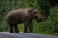 full body of beautiful ivory male elephant in khaoyai national park thailand, khao yai is one of most popular natural sanctuary in