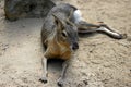 Full body of big Patagonian Cavy Mara dolichotis mammal Royalty Free Stock Photo