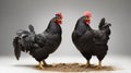 full body of black chicken hen standing isolated white background use for farm animals and livestock theme Royalty Free Stock Photo