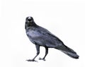 Full Body Of Black Feather Crow,raven Bird Isolated White Background