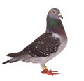 Full body of black feather homing pigeon bird isolated white background Royalty Free Stock Photo