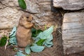 Standing Black-tailed prairie dog Royalty Free Stock Photo