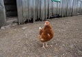 full body of brown chicken hen standing on the background of a barn use for farm animals and livestock theme Royalty Free Stock Photo