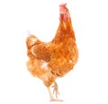 full body of brown chicken hen standing isolated white background use for farm animals and livestock theme Royalty Free Stock Photo